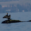 Grand Cormoran sur le lac Léman